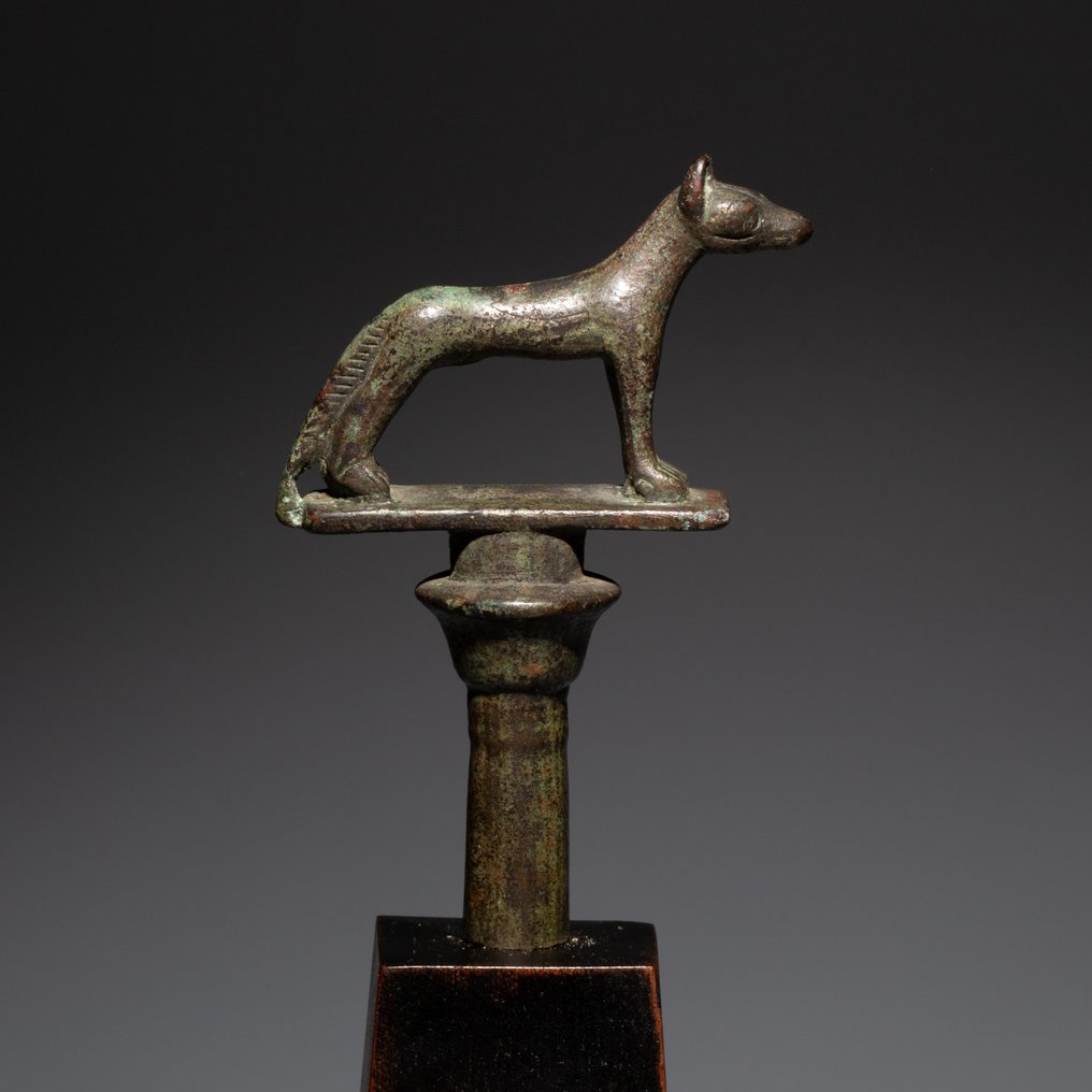 Ancient Egyptian Bronze God Wepwawet - Upuaut scepter terminal. Late Period, 626 - 323 BC. 17,5 cm H. #4.3