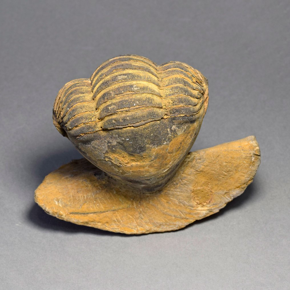 Trilobit - Tierfossil - Caudillaenus nicolasi - 15.5 cm #3.2