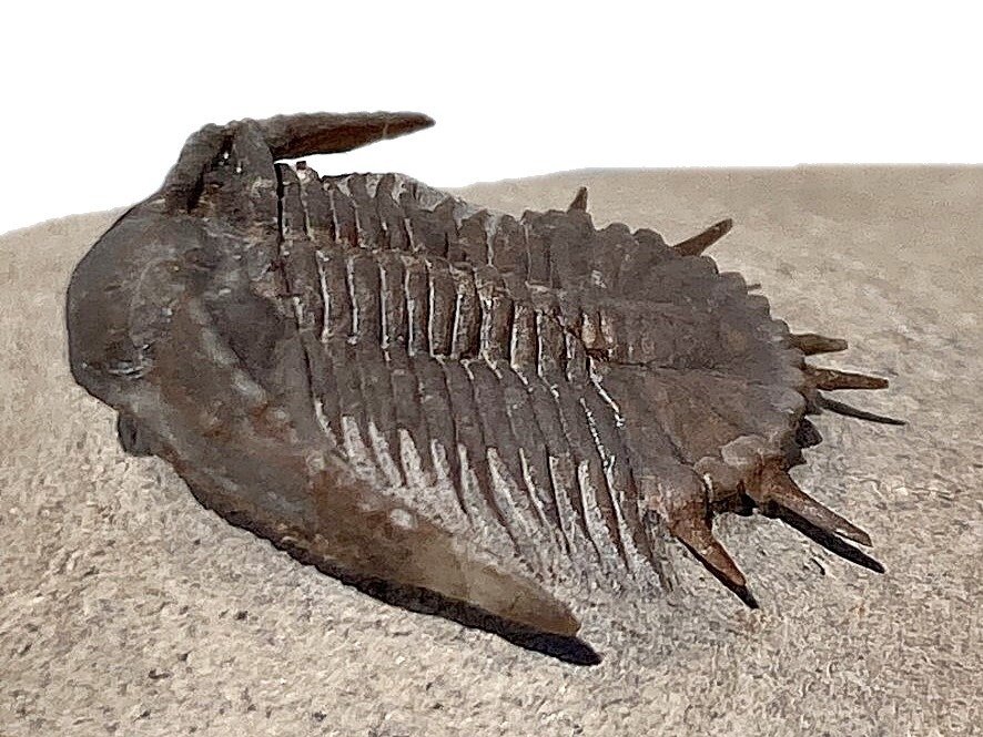 Trilobit - Animale fosilizate - Basseiarges mellishae - 2.4 cm #2.1