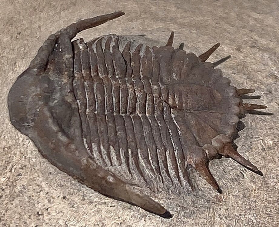 Trilobit - Animale fosilizate - Basseiarges mellishae - 2.4 cm #2.2