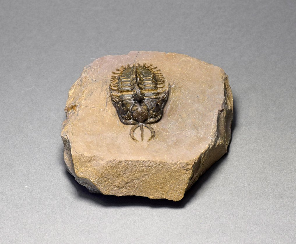 多刺三叶虫 - 动物化石 - Walliserops hammii - 5 cm #2.2