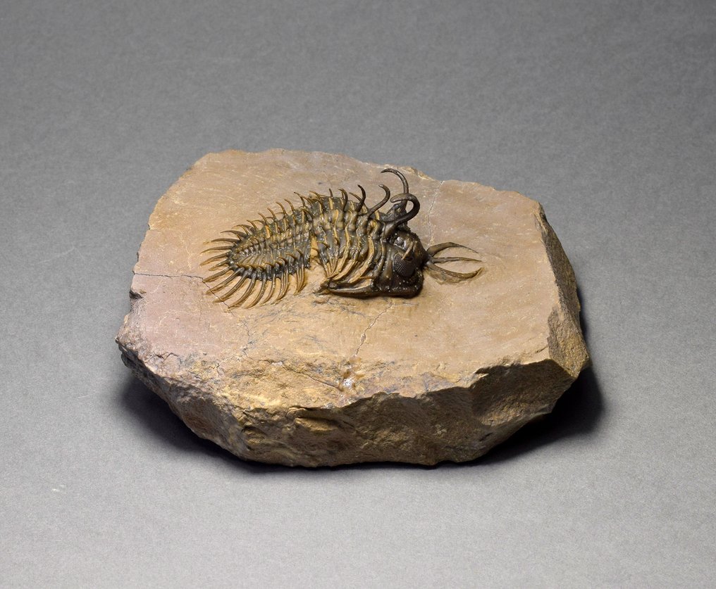 多刺三叶虫 - 动物化石 - Walliserops hammii - 5 cm #3.2