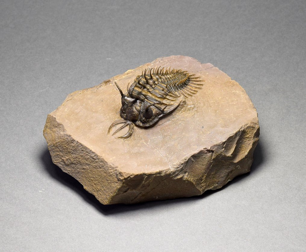 多刺三叶虫 - 动物化石 - Walliserops hammii - 5 cm #2.1