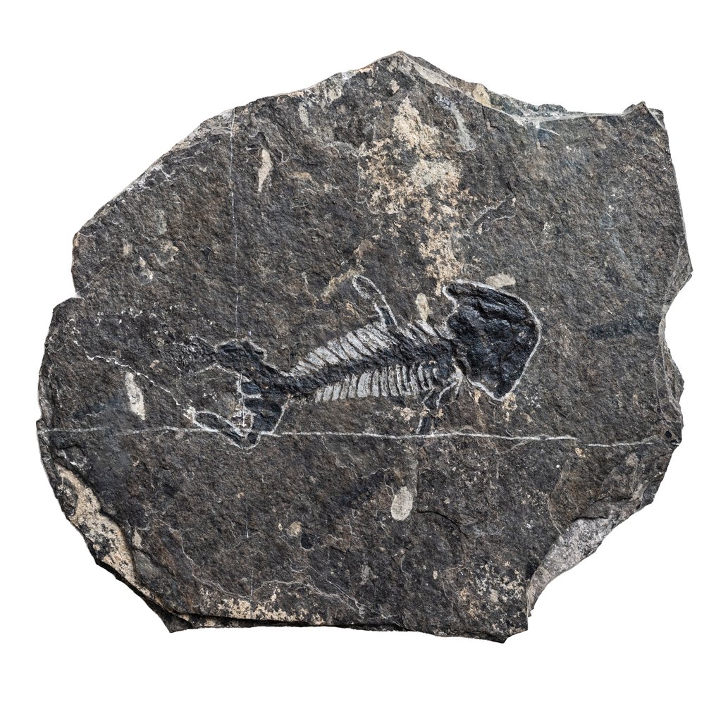 Animale fosilizate - Discosauriscus sp. - 59 cm - 46.7 cm #1.2
