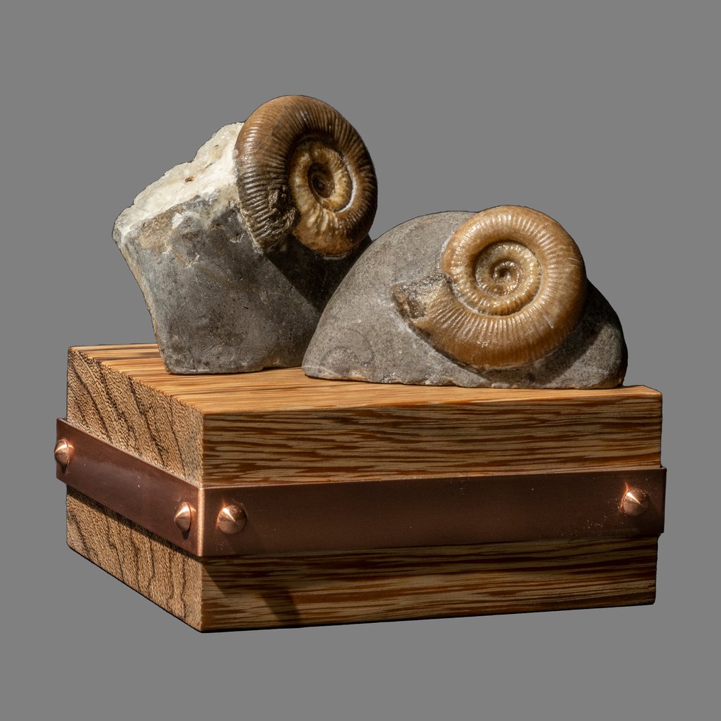 由两个化石化的菊石组成的物体 - Fossil matrix - Dactylioceras sp. #1.0