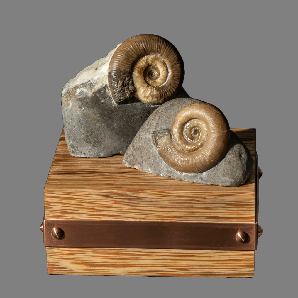 由两个化石化的菊石组成的物体 - Fossil matrix - Dactylioceras sp. #2.1