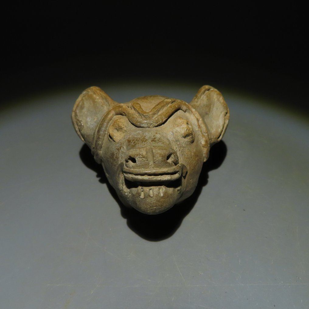 Tumaco-Tolita Terracotta Testa di animale. 200 a.C.-400 d.C. 4 cm H. Licenza di importazione spagnola. #1.2