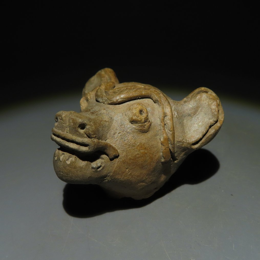 Tumaco-Tolita Terracotta Testa di animale. 200 a.C.-400 d.C. 4 cm H. Licenza di importazione spagnola. #1.1