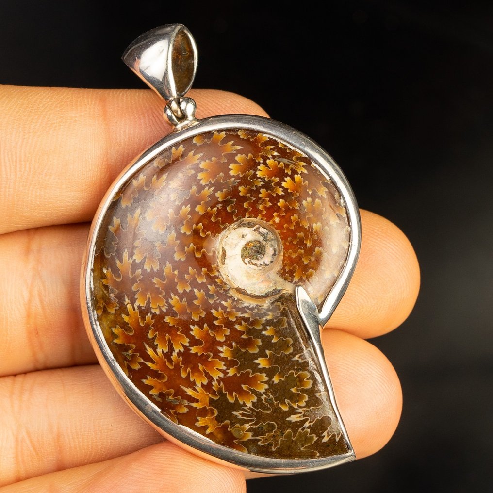 Ammonite - Silver pendant - Aioloceras (Cleoniceras) sp. - 67×40×13 mm #1.2
