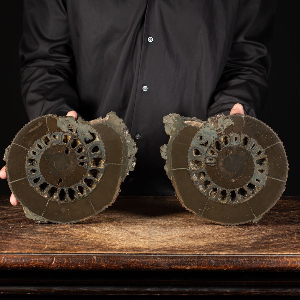 Σπάνιο δείγμα - Ammonite Speetoniceras Versicolar - Ουλιανόφσκ, Ρωσία - Pyritized Ammonite - Απολιθωμένα τμήματα - 250 mm - 210 mm #1.0