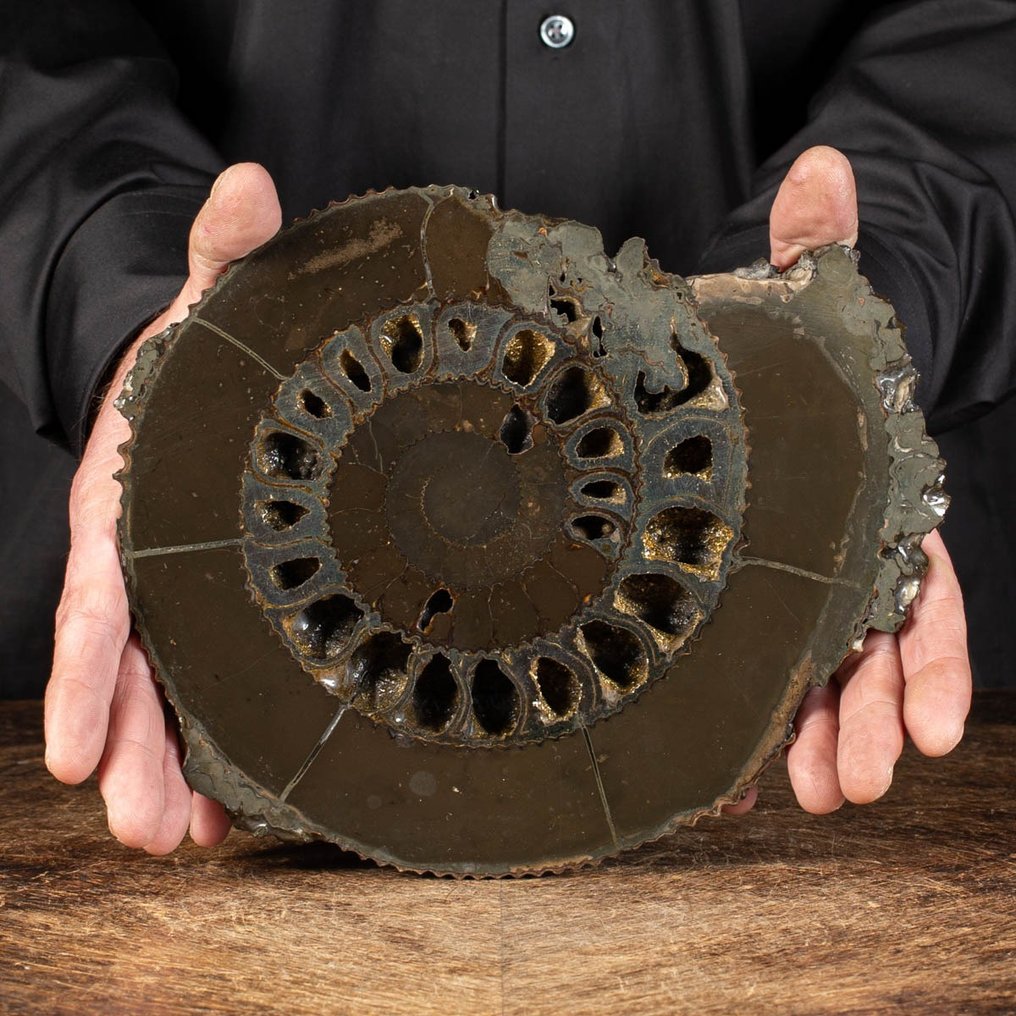 Σπάνιο δείγμα - Ammonite Speetoniceras Versicolar - Ουλιανόφσκ, Ρωσία - Pyritized Ammonite - Απολιθωμένα τμήματα - 250 mm - 210 mm #1.0