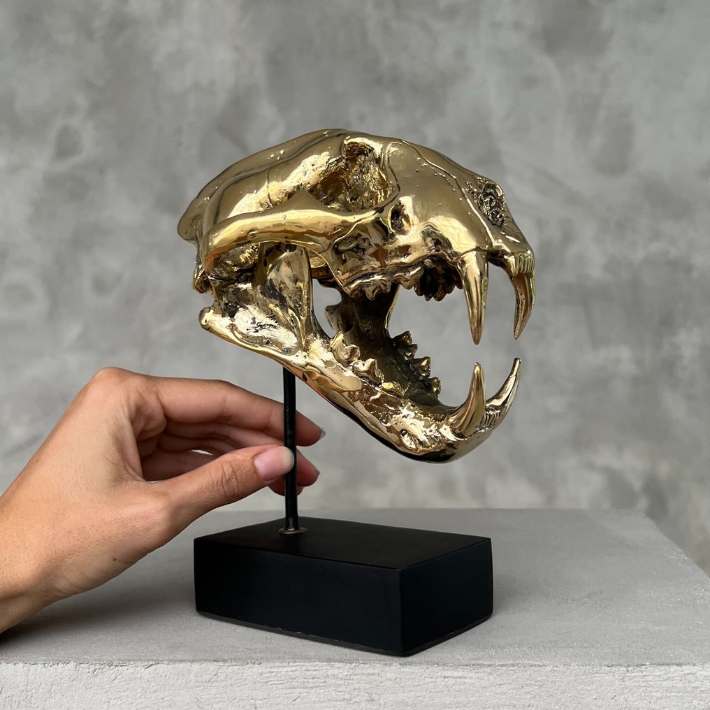 雕塑, NO RESERVE PRICE -  Polished Bronze Snow Leopard Skull on Base - 19.5 cm - 黄铜色 #1.2