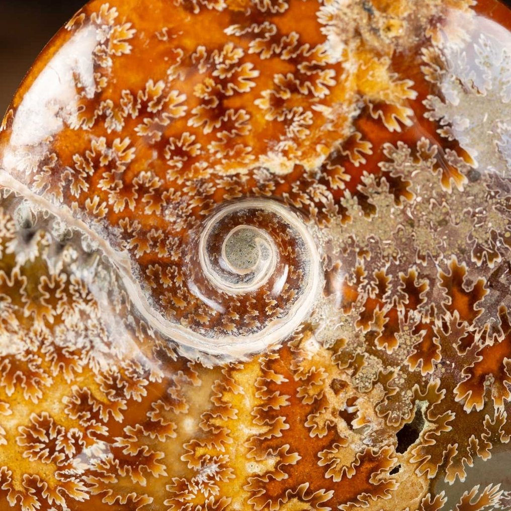Aragonite e calcite A Sacred Fossil Spiral - Guscio fossilizzato - 130 mm - 120 mm #1.2