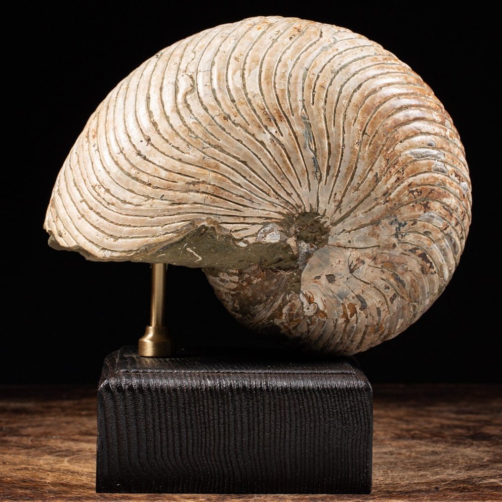 Nautilus - Fossilised animal - Cymatoceras sp. - 238 mm - 220 mm #1.1