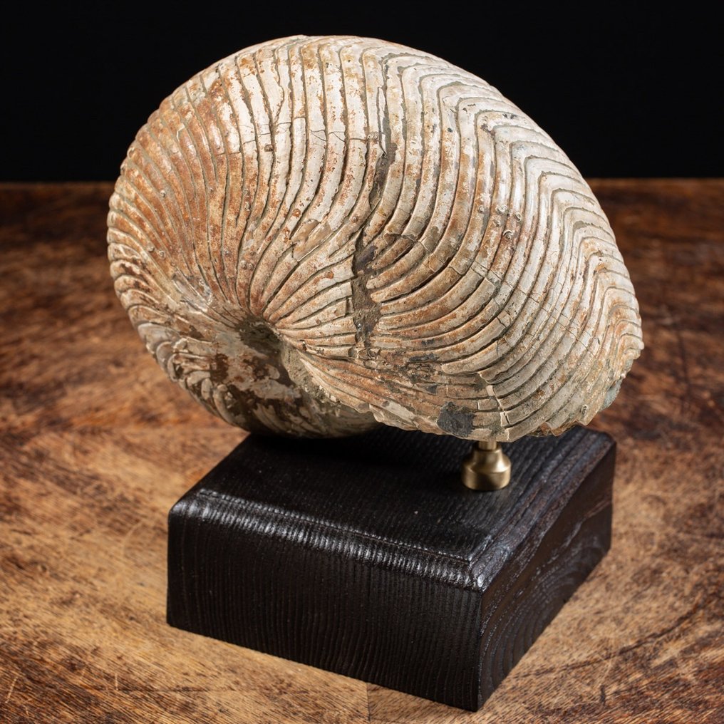 Nautilo - Animale fossilizzato - Cymatoceras sp. - 238 mm - 220 mm #2.1