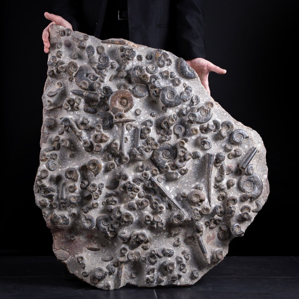 Ammonitter og belemnitter - Hell med inneslutninger av fossile rester - 88.5×81×11 cm #1.2