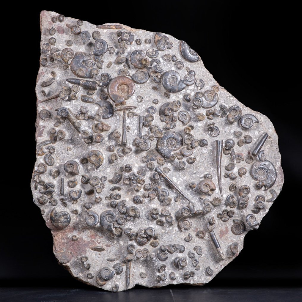 Ammonieten en Belemnieten - Plaat met insluitsels van fossiele resten - 88.5×81×11 cm #1.1