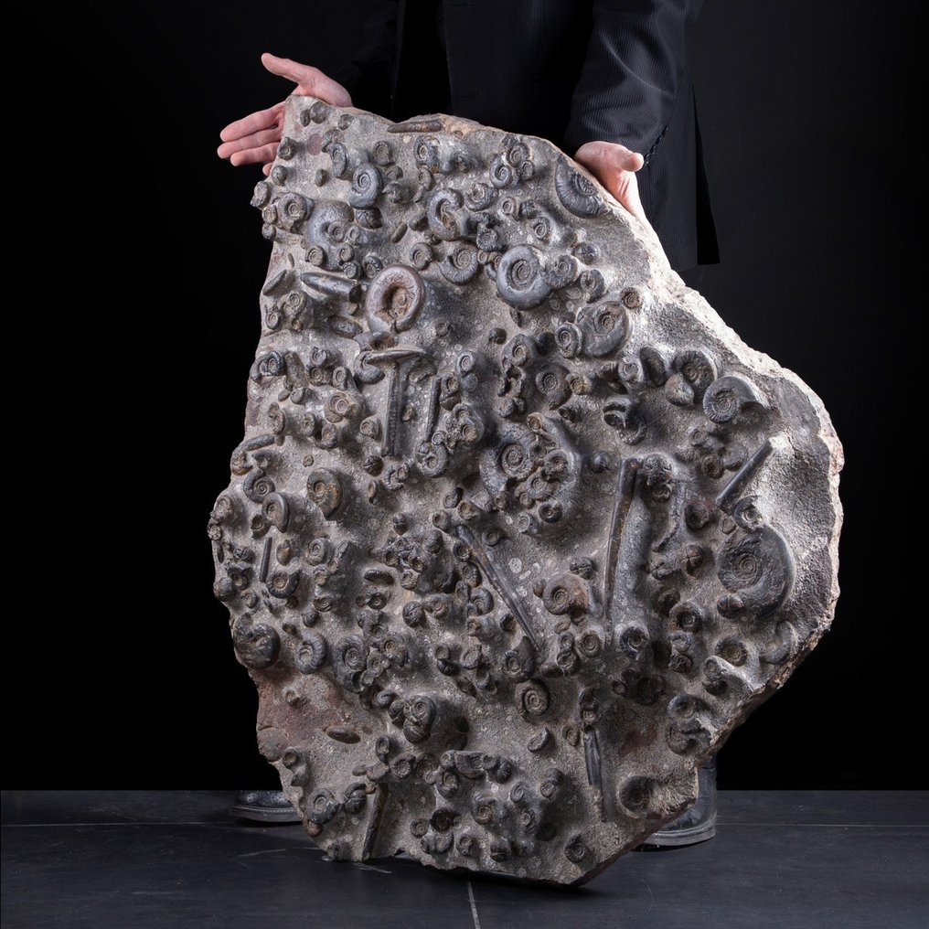 Ammonitter og belemnitter - Hell med inneslutninger av fossile rester - 88.5×81×11 cm #2.1