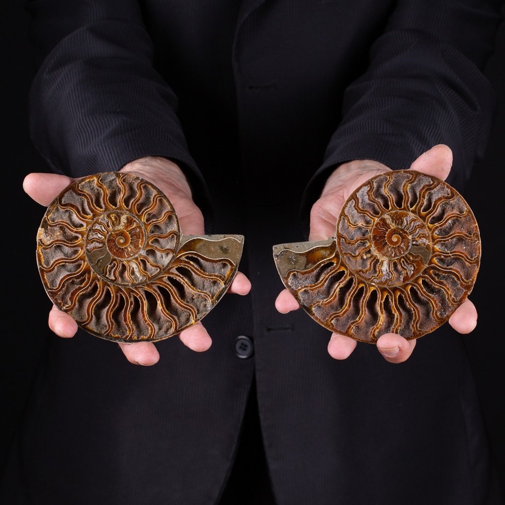 看得見風景的客房 - 化石碎片 - Ammonite Cleoniceras - Extra Quality - 175 mm - 146 mm #1.1