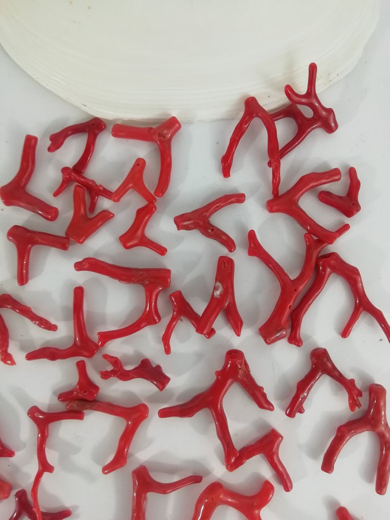 Bloedkoraal Koraal - Corallium rubrum (Zonder Minimumprijs) #2.1