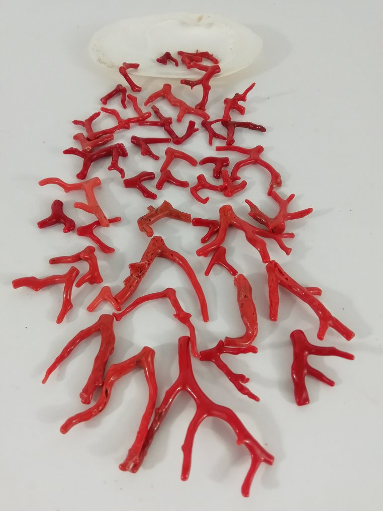 Bloedkoraal Koraal - Corallium rubrum (Zonder Minimumprijs) #1.0