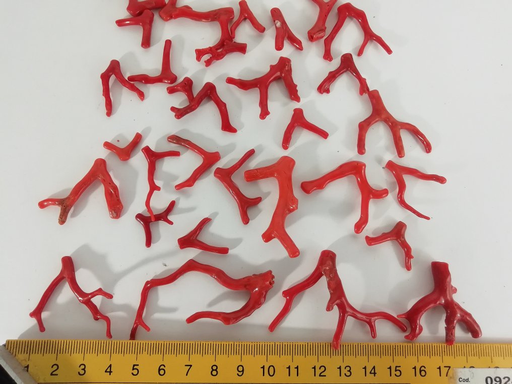 Bloedkoraal Koraal - Corallium rubrum (Zonder Minimumprijs) #4.3