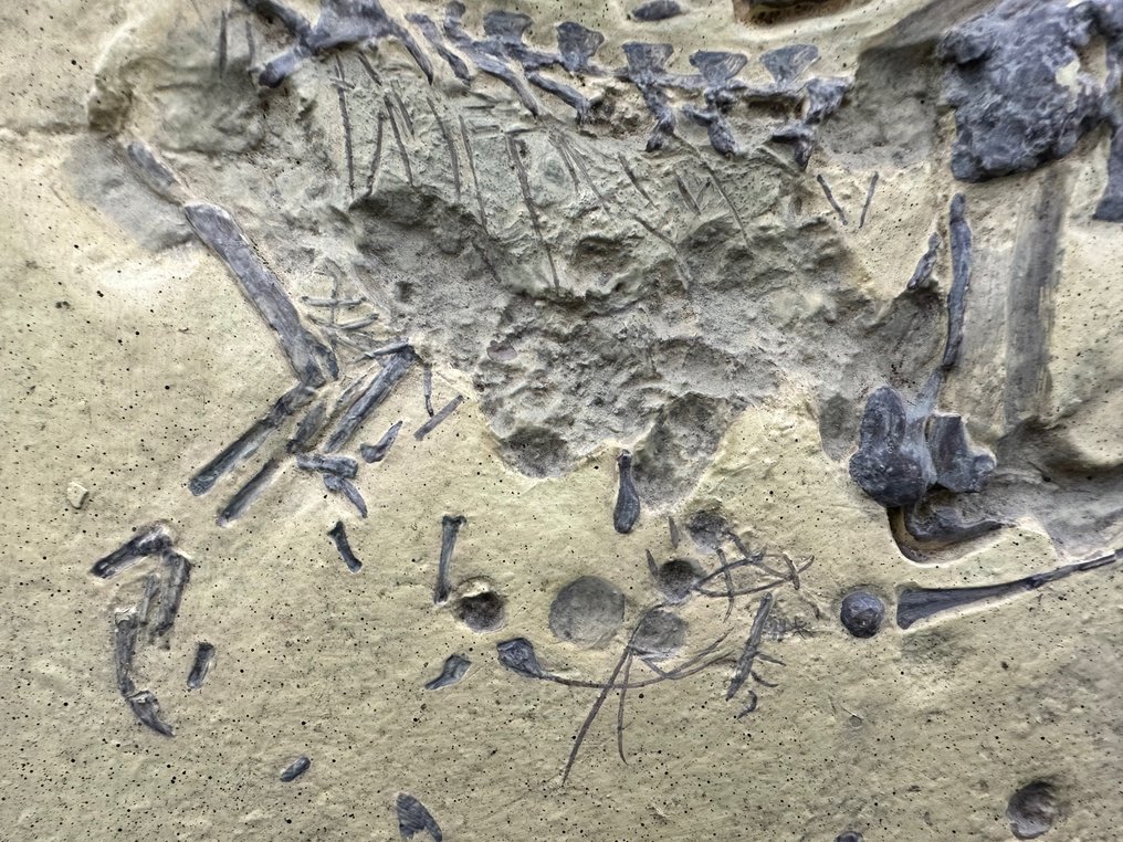 Matriz fóssil - Compsognathusl (Replica) - 39 cm - 30 cm #3.2