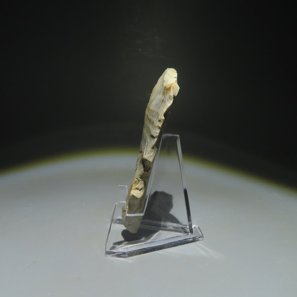 新石器时代 燧石 燧石工具。米歇尔斯堡文化（发现于比利时蒙斯的斯皮恩斯）。新石器时代，大约  (没有保留价) #1.0