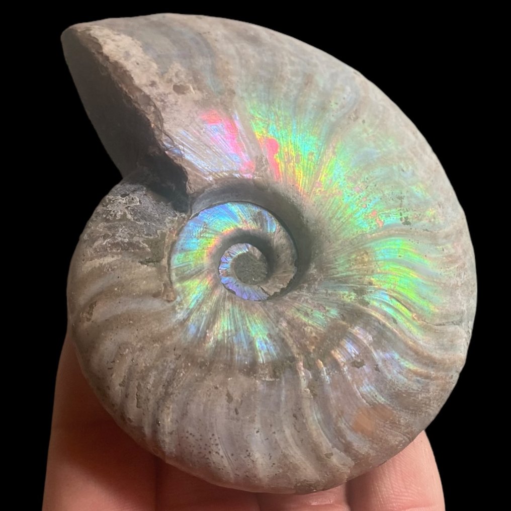 Ammonit - Irizáló minta - Fosszilizálódott kagyló - Aioloceras (Cleoniceras) sp. - 120 mm - 120 mm #2.1