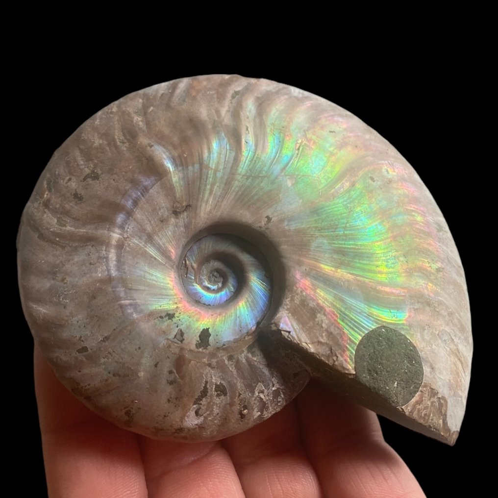 Ammonite - Iridescent Specimen - Fossilised shell - Aioloceras (Cleoniceras) sp. - 120 mm - 120 mm #1.2