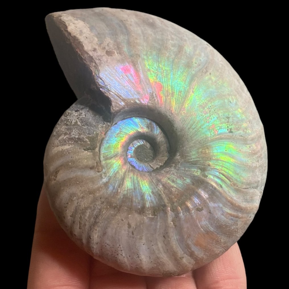 Ammonit - Irizáló minta - Fosszilizálódott kagyló - Aioloceras (Cleoniceras) sp. - 120 mm - 120 mm #1.1