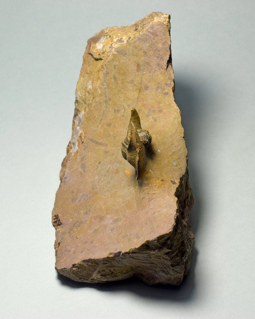 Trilobit - Fossiliserat djur - Lioharpes wendti #3.1