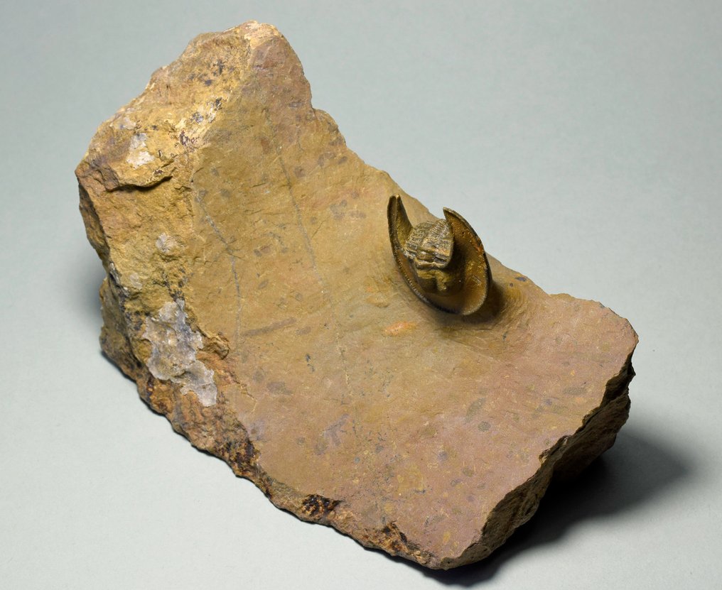 Trilobit - Fossiliserat djur - Lioharpes wendti #3.3