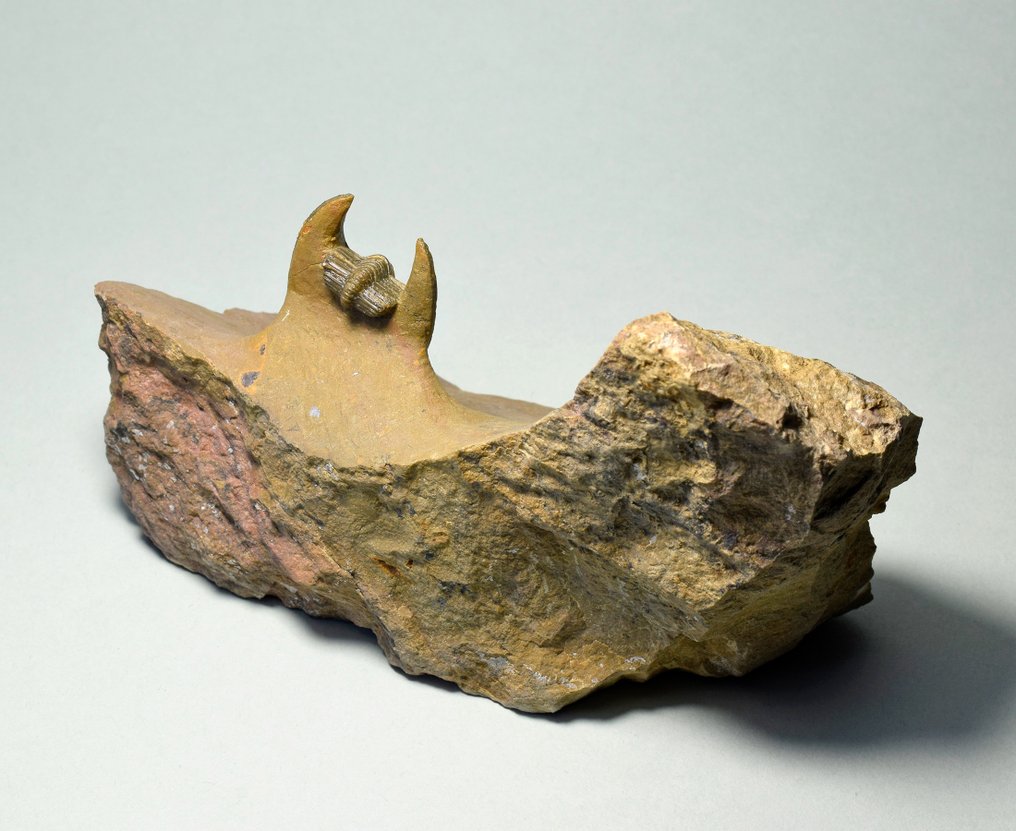 Trilobita - Animal fossilizado - Lioharpes wendti #2.2