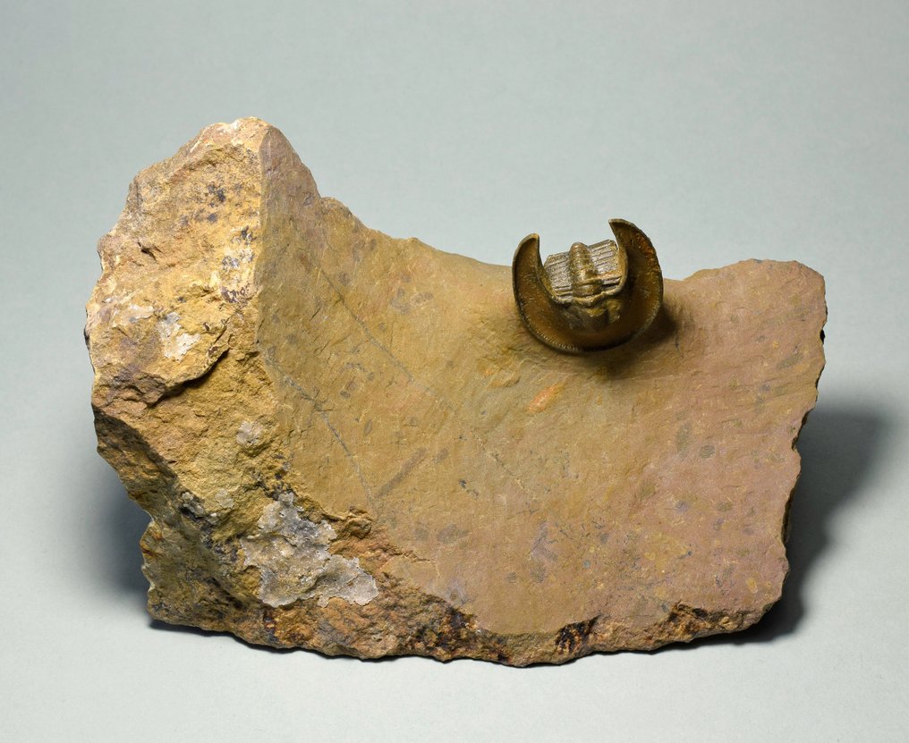 Trilobite - Animal fosilizado - Lioharpes wendti #1.1