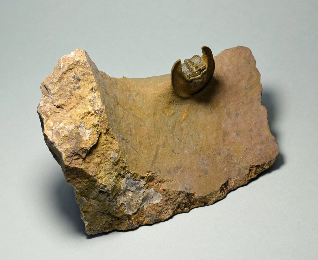 Trilobita - Animal fossilizado - Lioharpes wendti #2.1