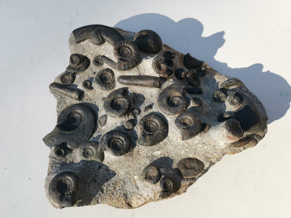 动物化石片 - RARE Mix Of Trilobites of the Ordovician period with other different Amazing Fossils, 100% Natural - 30 cm - 25 cm #3.1