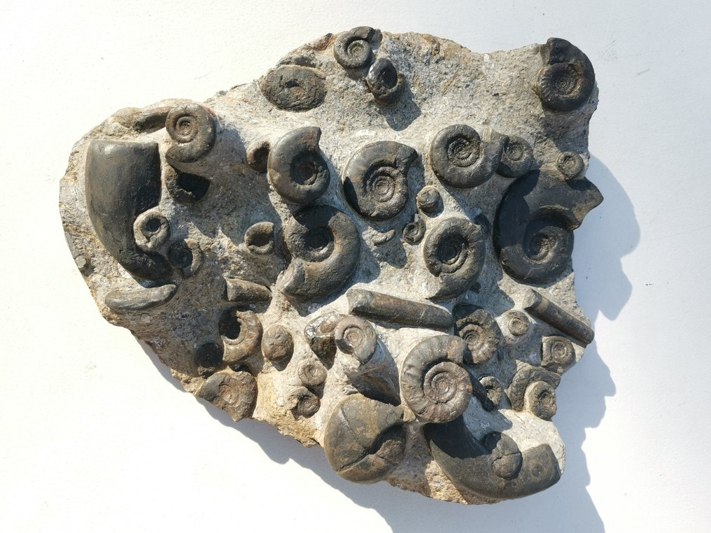 动物化石片 - RARE Mix Of Trilobites of the Ordovician period with other different Amazing Fossils, 100% Natural - 30 cm - 25 cm #1.1