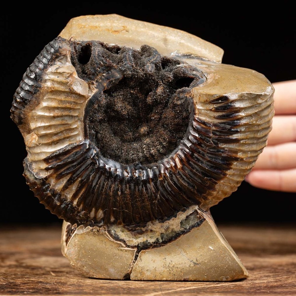Ammonit - Im Septariaknoten - Perisphinctes - 15×14×10 cm #1.1