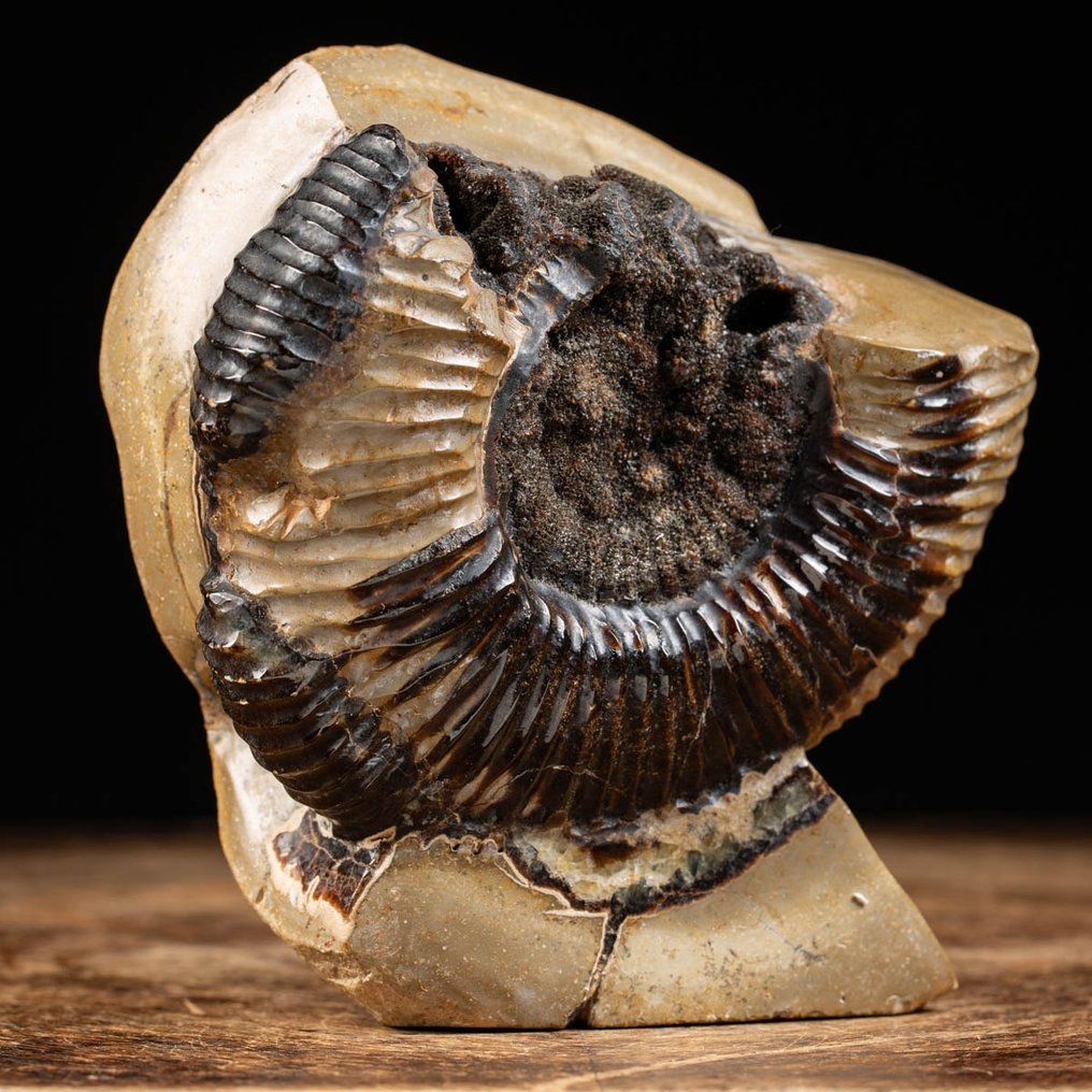 Ammonit - Im Septariaknoten - Perisphinctes - 15×14×10 cm #2.1
