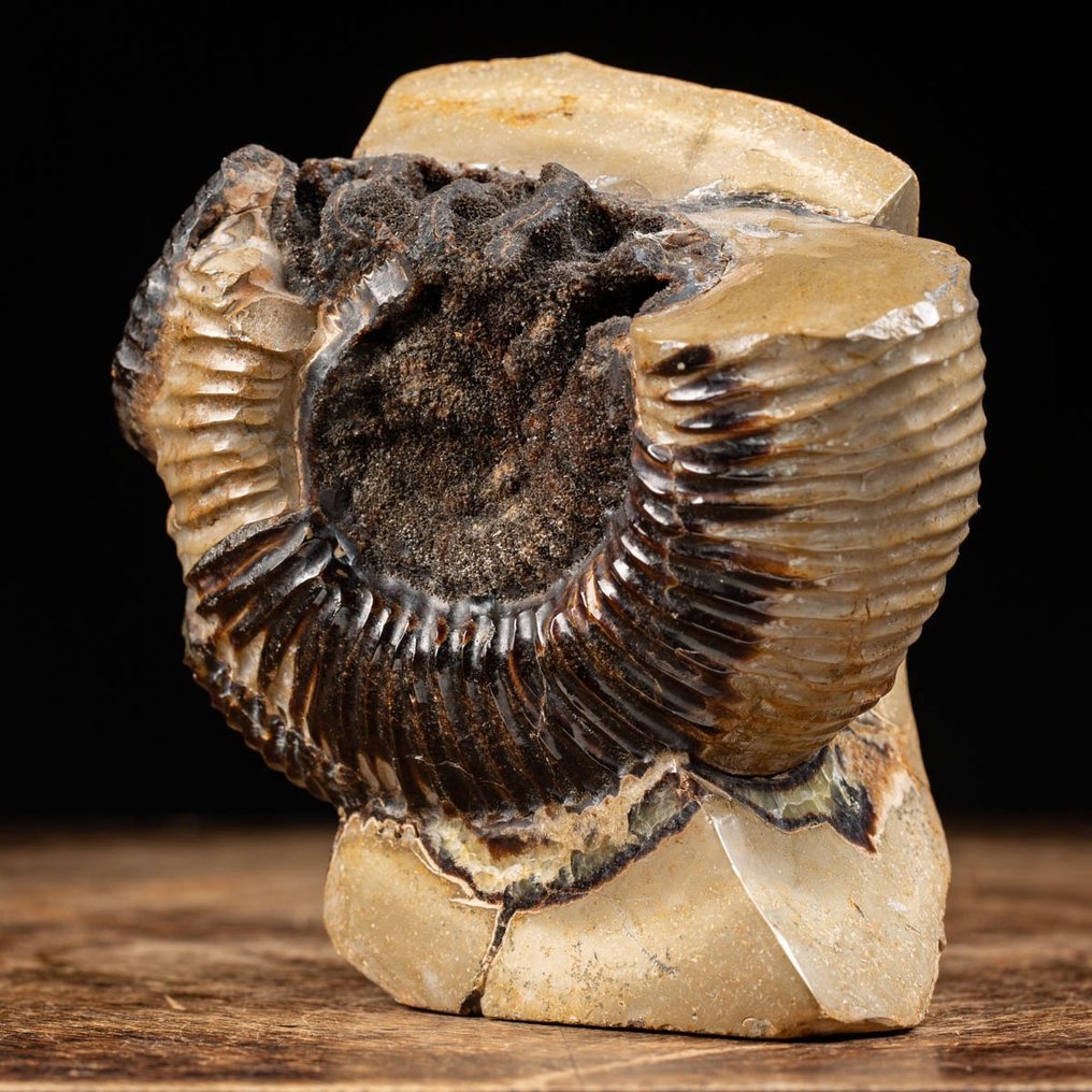 Ammonit - Im Septariaknoten - Perisphinctes - 15×14×10 cm #1.2
