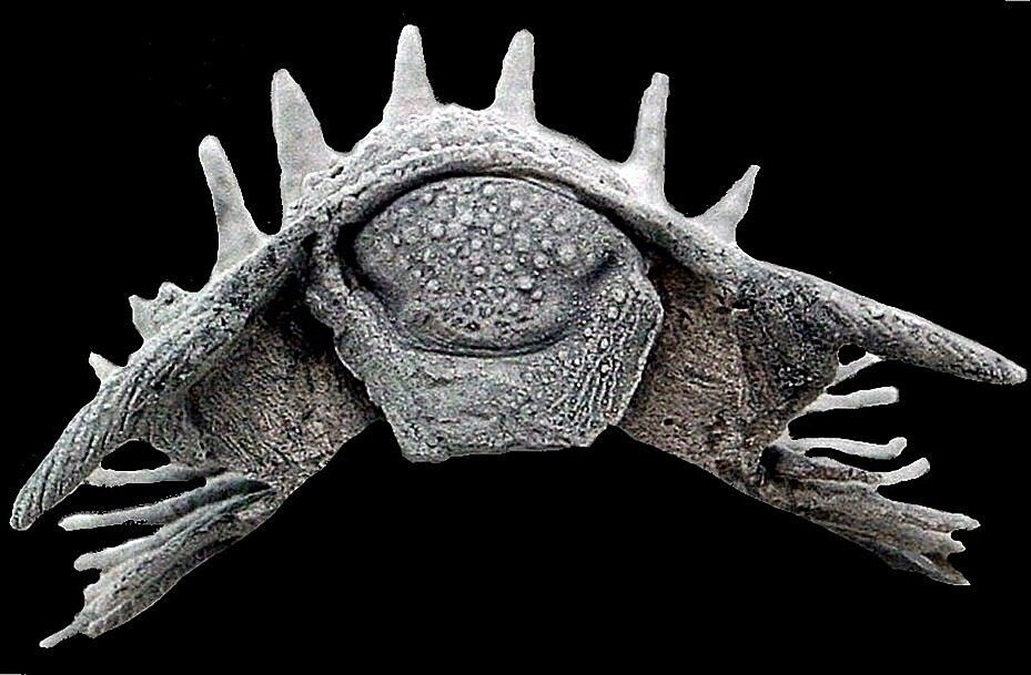 Stacheliger Trilobit - Tierfossil - Belenopyge estevei - 2.5 cm #2.1