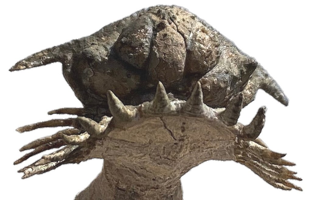 Stacheliger Trilobit - Tierfossil - Belenopyge estevei - 2.5 cm #3.2