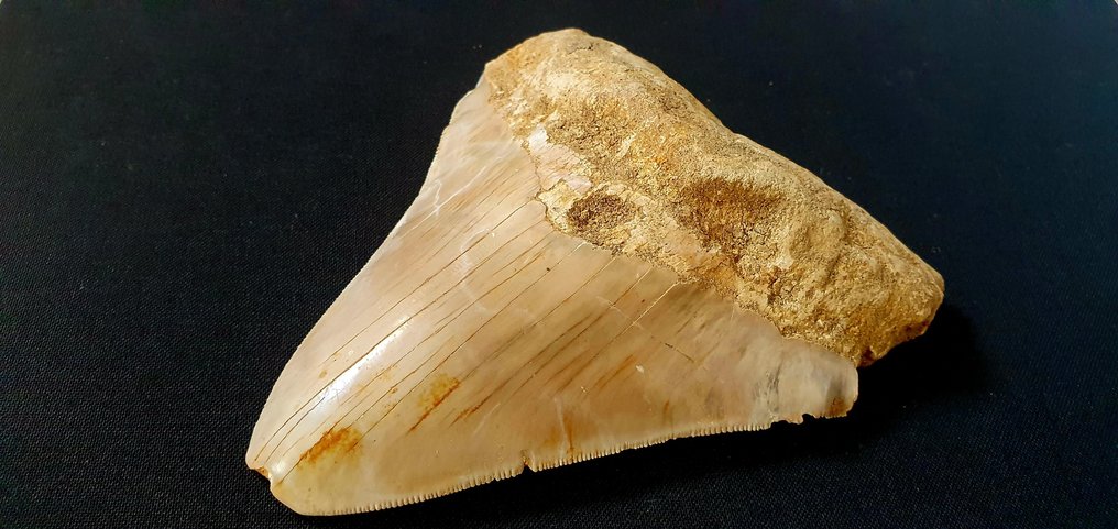 Megalodonte - Dente fossile #2.1