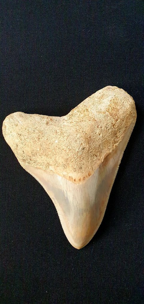 Mégalodon - Dent fossile #1.1
