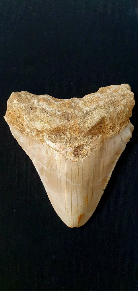 Megalodonte - Dente fossile #1.1