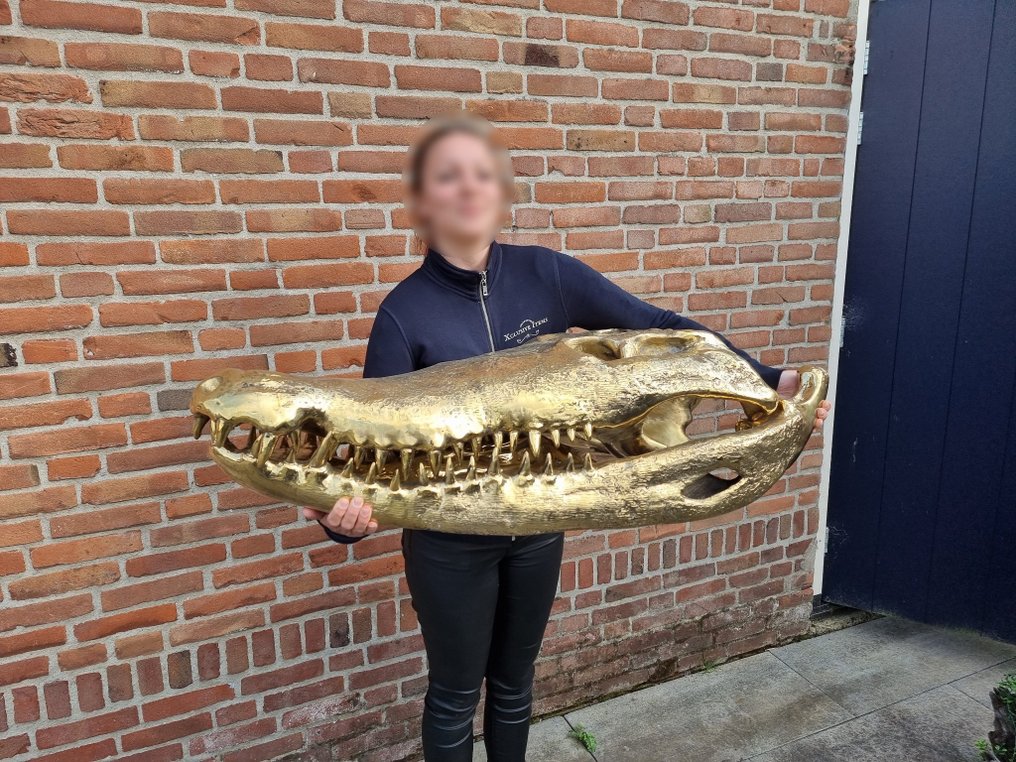 Άγαλμα, XXL 105cm! Bronze Crocodile Skull - 57 cm - Μπρούντζος #2.1