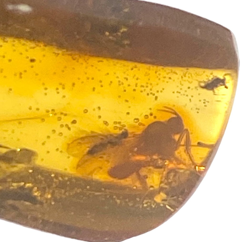 Barnsteen - Fossil Amber - Frammento di Ambra Baltica con Insetti - - 33 mm - 12.5 mm #1.2