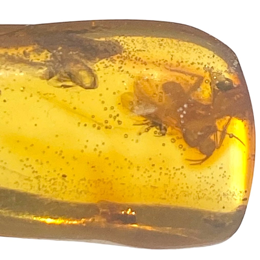 Barnsteen - Fossil Amber - Frammento di Ambra Baltica con Insetti - - 33 mm - 12.5 mm #2.1