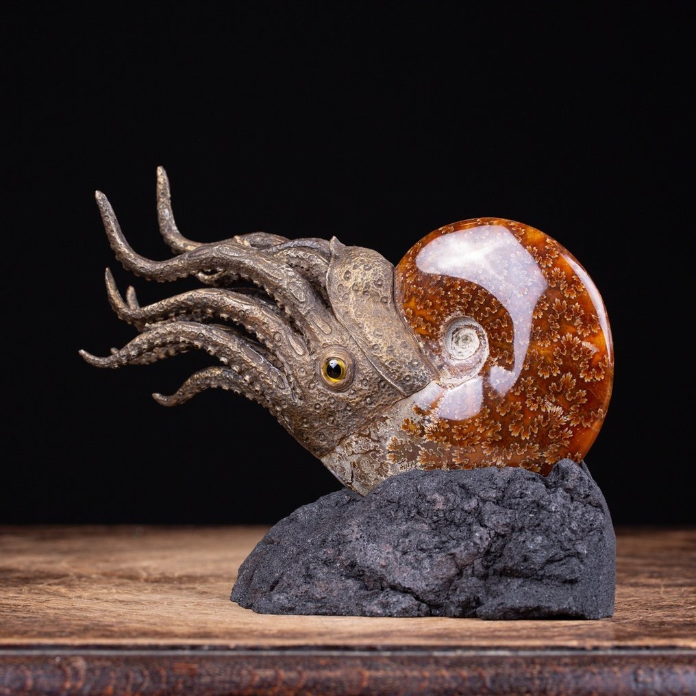 Sculpture d'ammonite Fantastique reconstruction d'ammonite en 3D - - Fragment fossilisé - Cleoniceras - 210 mm - 155 mm #2.1